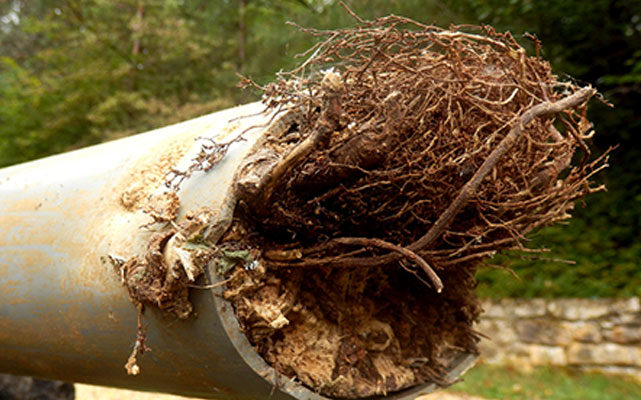 Tree Roots